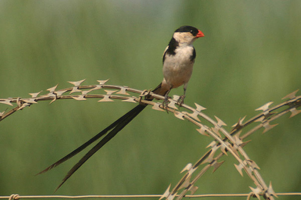 Pin-tailed Wydah by Mick Dryden