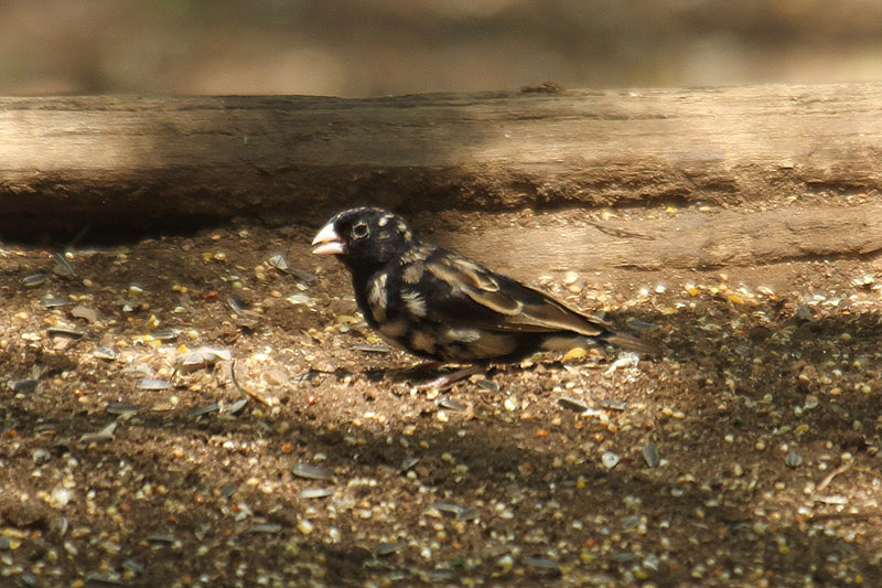 Purple Indigobird by Mick Dryden
