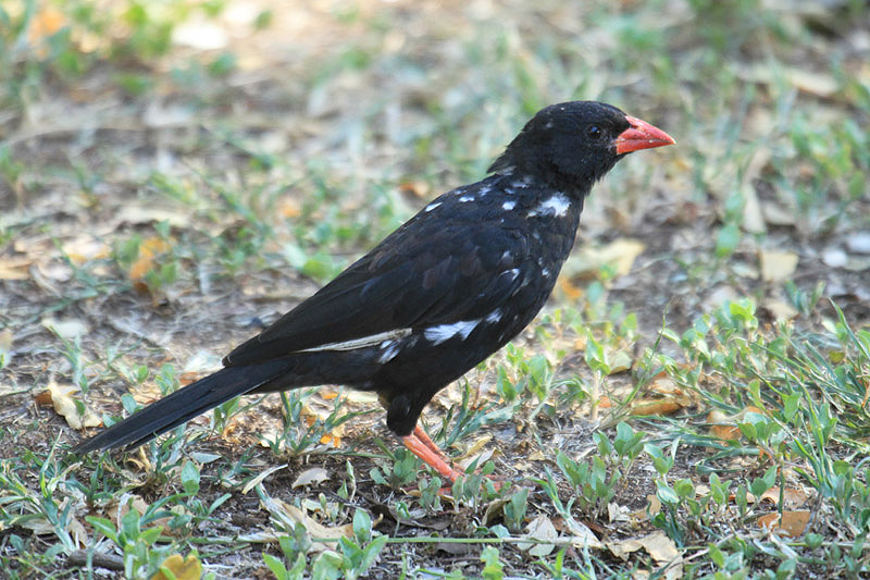 Red-billed Buffalo Weaver by Mick Dryden