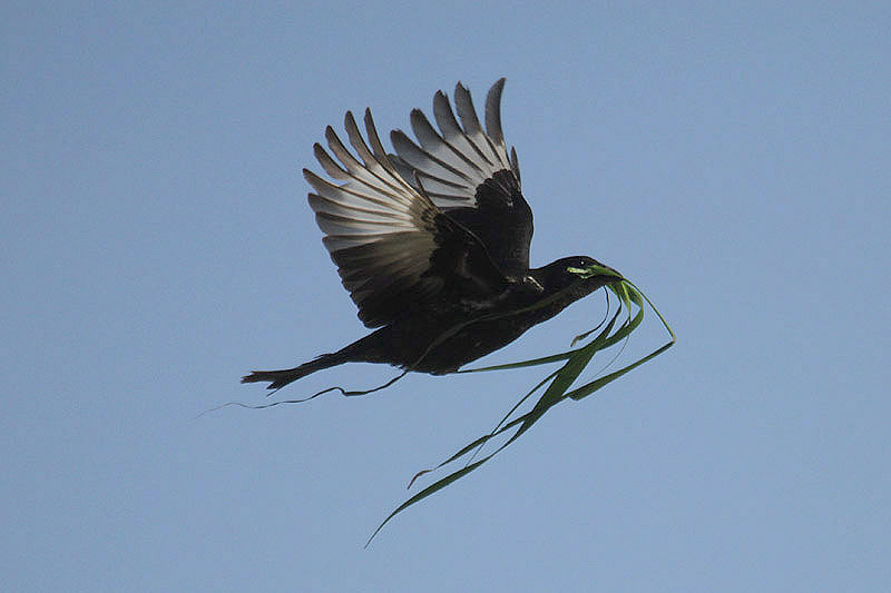 Red-billed Buffalo Weaver by Mick Dryden