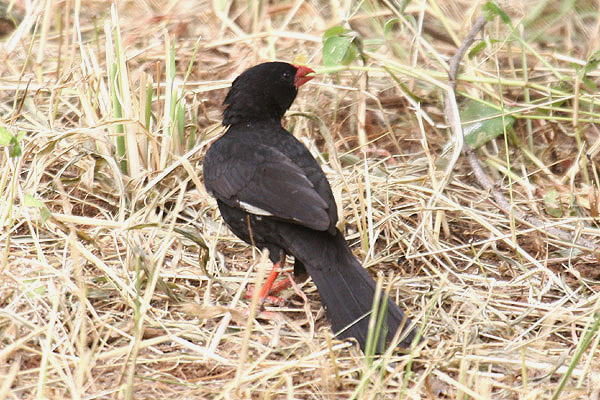 Red-billed Buffalo Weaver by Mick Dryden