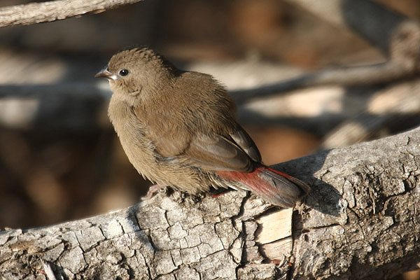 Red-billed Firefinch by Mick Dryden