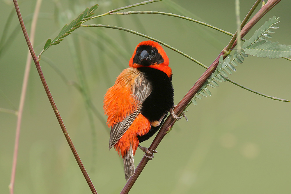 Red Bishop by Mick Dryden