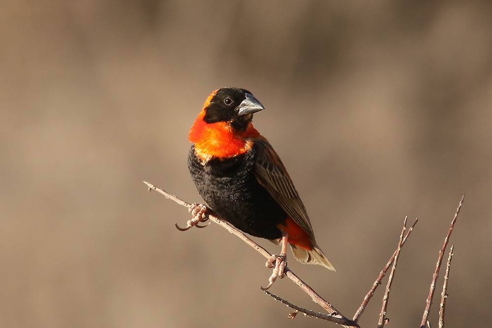 Red Bishop by Mick Dryden