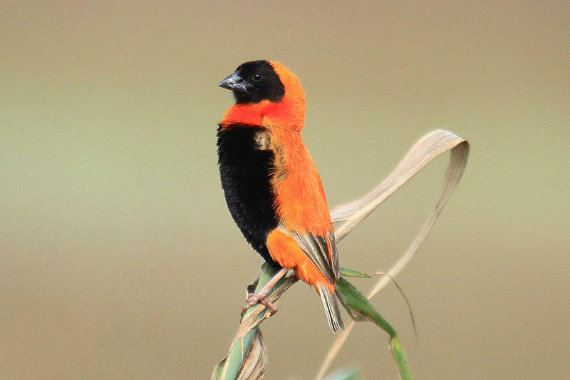 Red Bishop by Mick Dryden