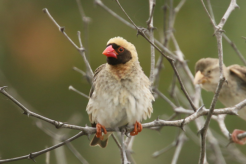 Red billed Quelea by Mick Dryden