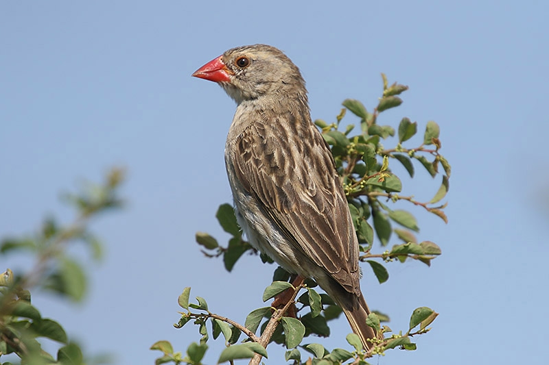 Red billed Quelea by Mick Dryden