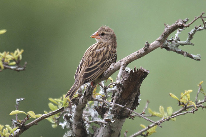 Red-billed Quelea by Mick Dryden