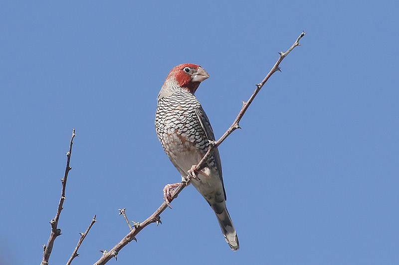 Red headed Finch by Mick Dryden