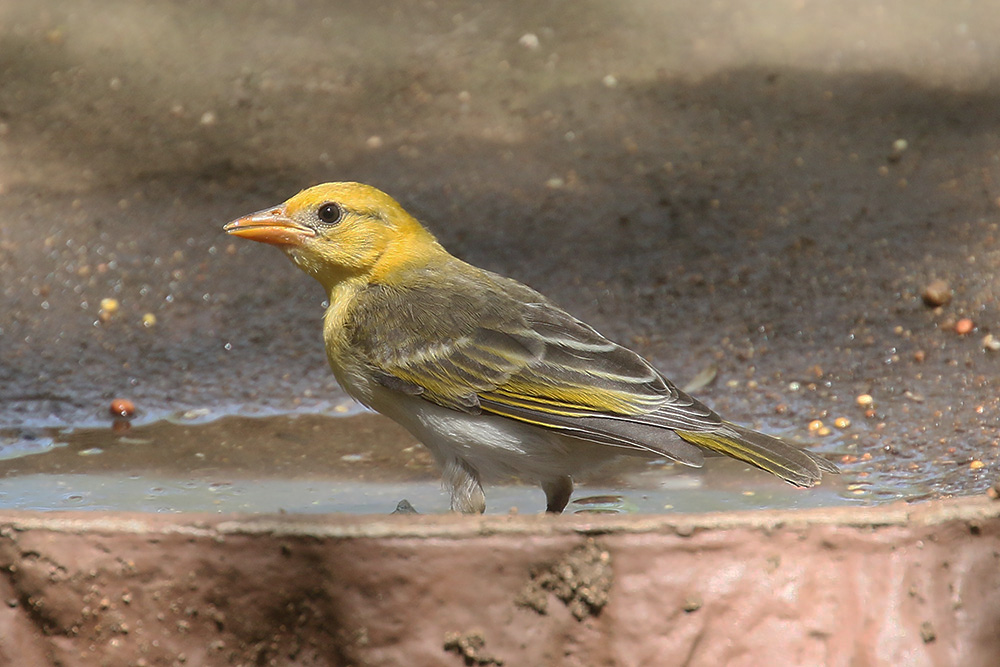 Red headed Weaver by Mick Dryden