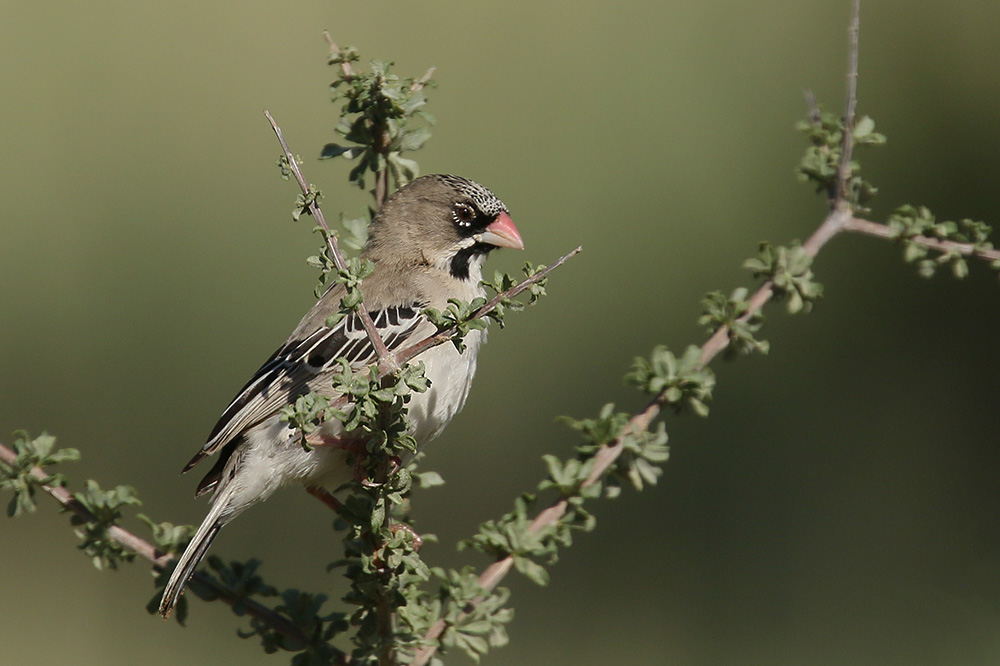 Scaly feathered Finch by Mick Dryden