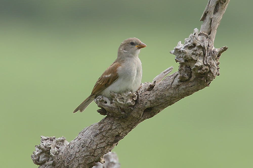 Southern Grey headed Sparrow by Mick Dryden