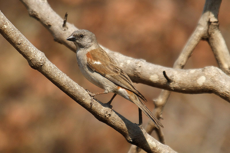 Southern Grey-headed Sparrow by Mick Dryden