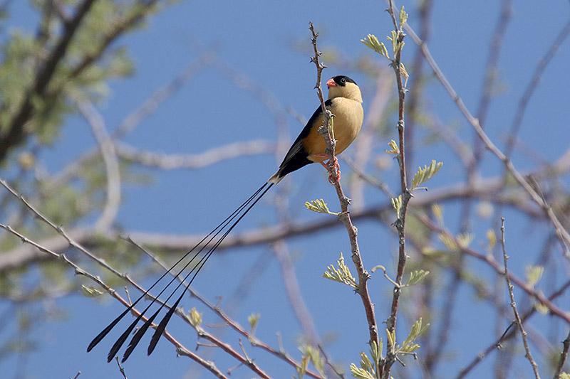 Shaft tailed Wydah by Mick Dryden