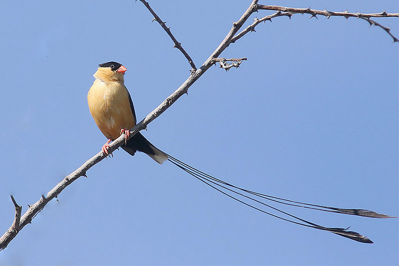 Shaft tailed Wydah by Mick Dryden