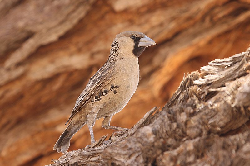 Sociable Weaver by Mick Dryden