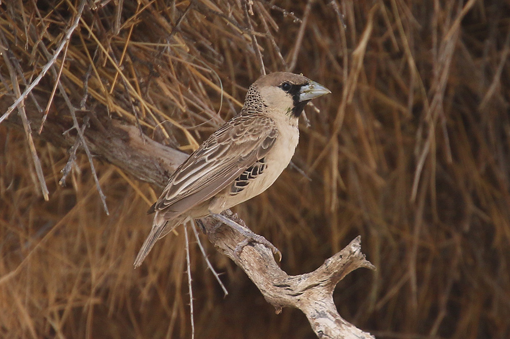 Sociable Weaver by Mick Dryden