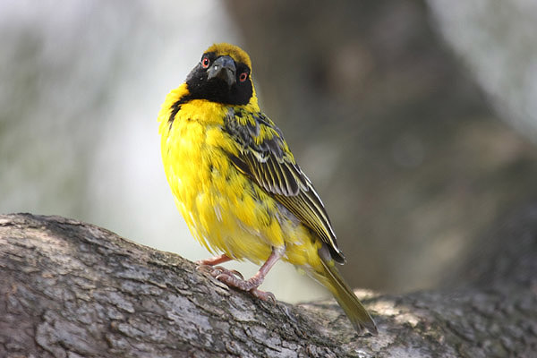 Village Weaver by Mick Dryden