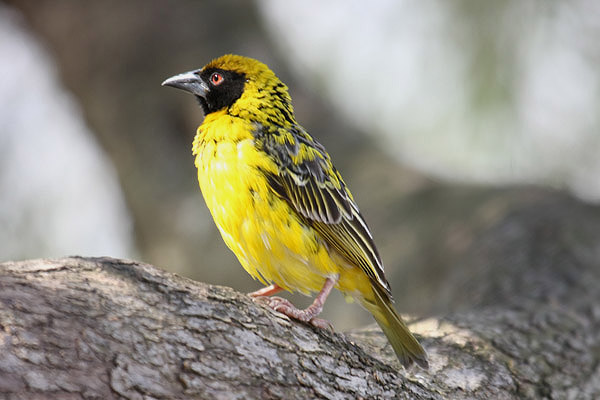 Village Weaver by Mick Dryden