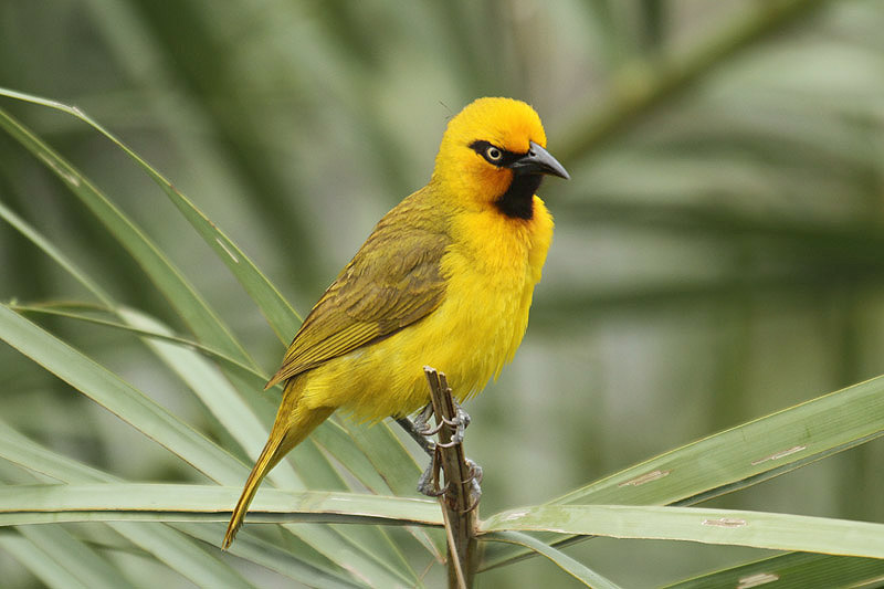 Spectacled Weaver by Mick Dryden