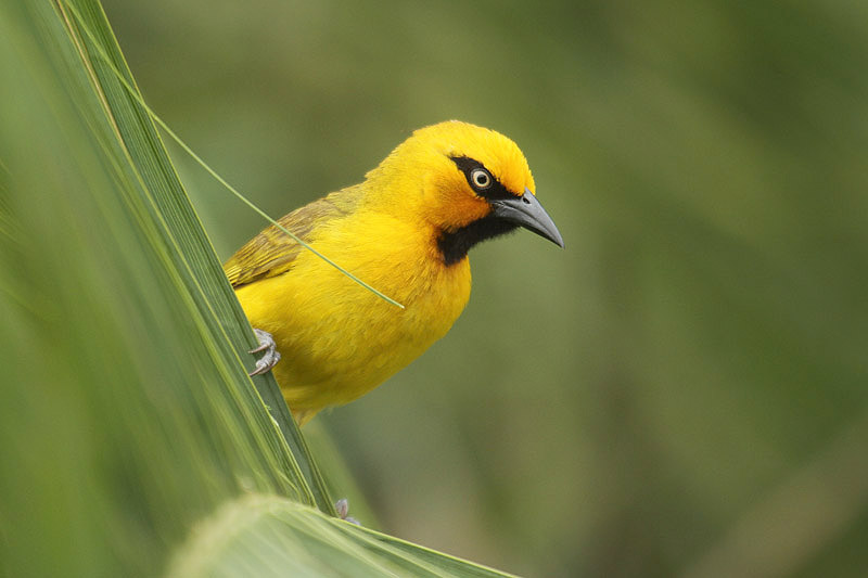 Spectacled Weaver by Mick Dryden