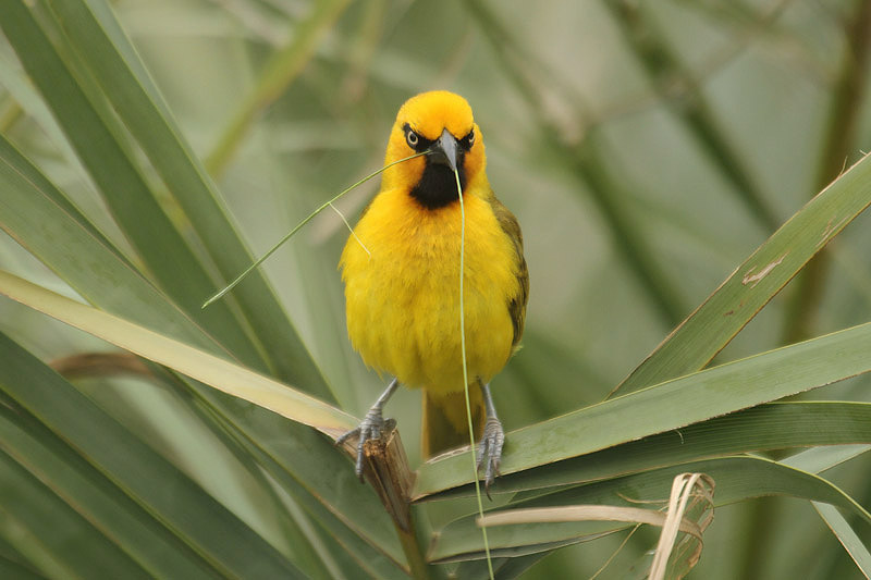 Spectacled Weaver by Mick Dryden