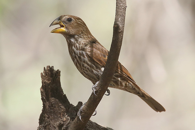 Thick billed Weaver by Mick Dryden