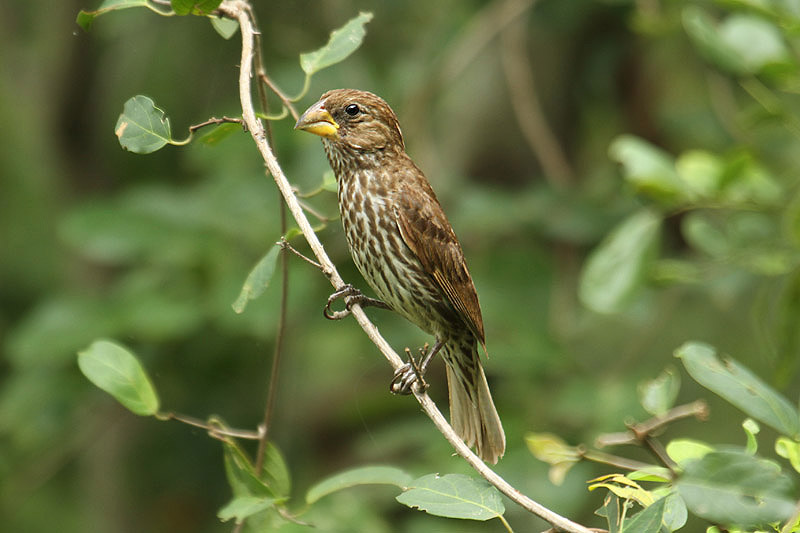 Thick-billed Weaver by Mick Dryden