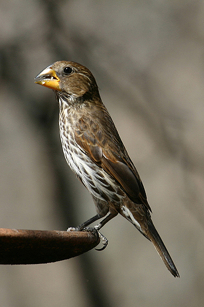 Thick billed Weaver by Mick Dryden