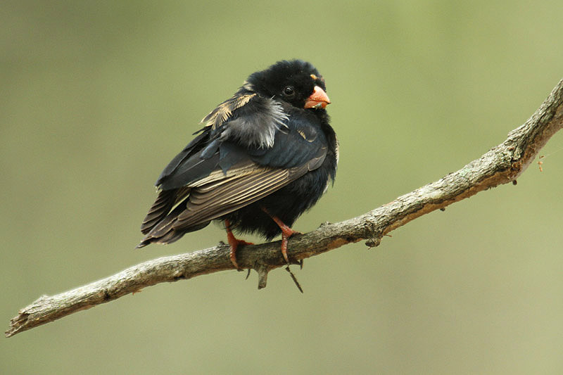 Village Indigobird by Mick Dryden