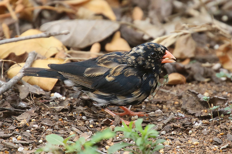 Village Indigobird by Mick Dryden