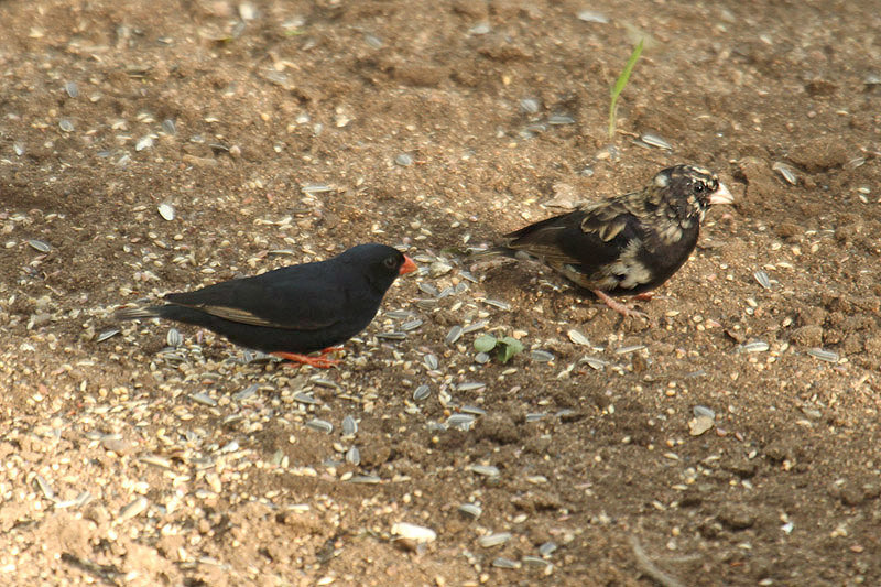 Vlllage Indigobird by Mick Dryden