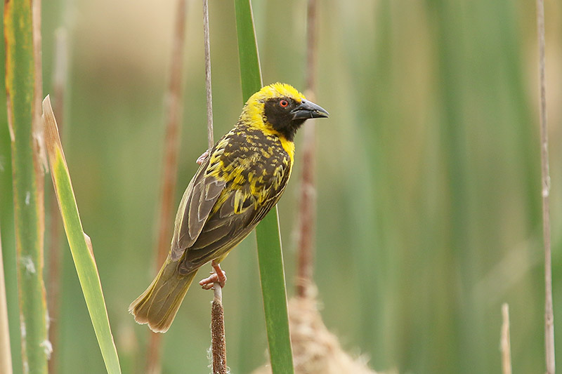 Village Weaver by Mick Dryden