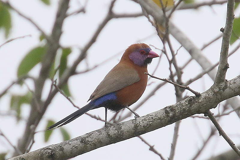 Violet eared Waxbill by Mick Dryden