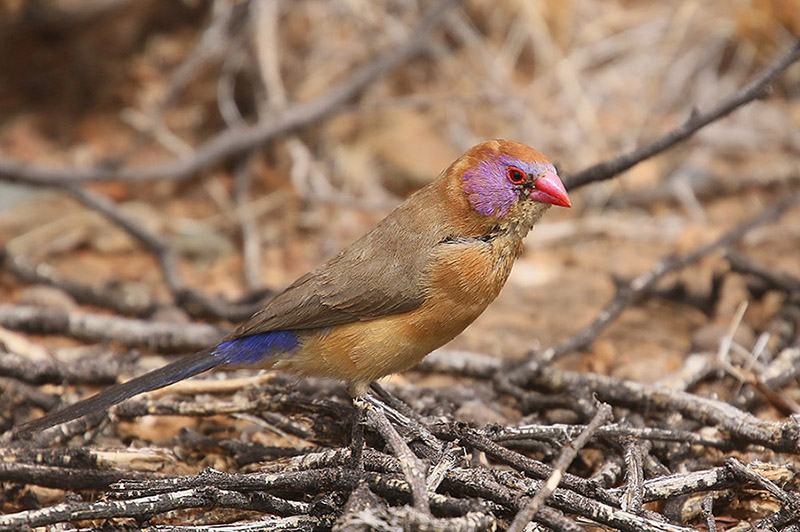 Violet eared Waxbill by Mick Dryden