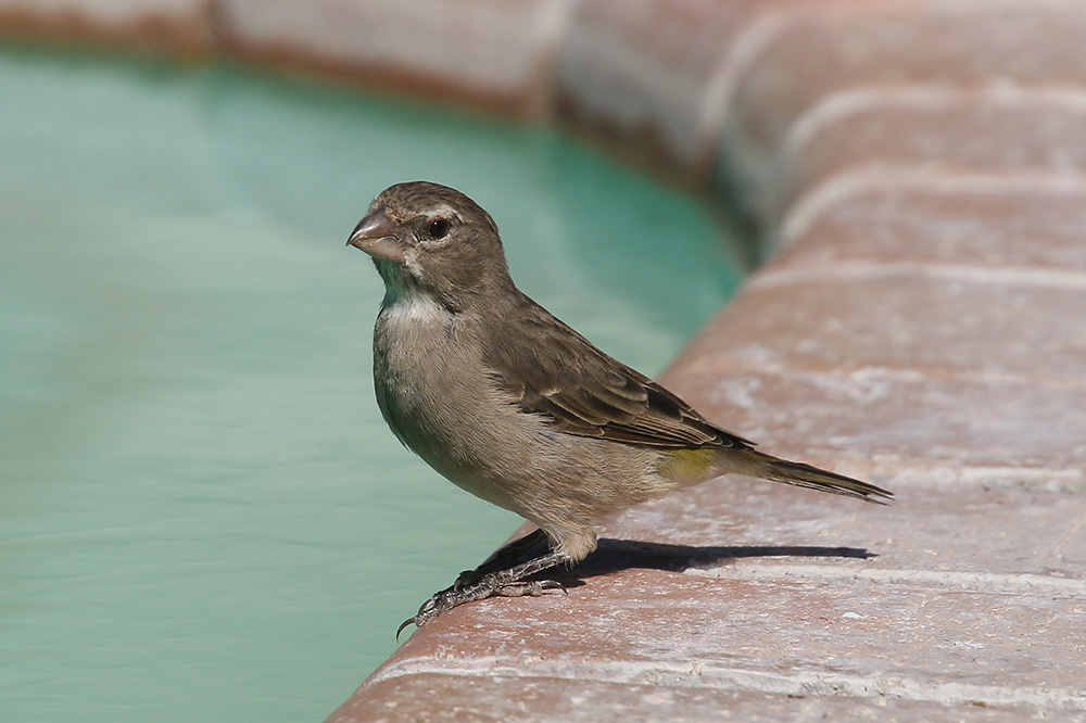 White throated Canary by Mick Dryden