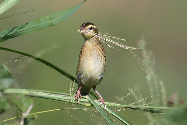 White-winged Widow by Mick Dryden