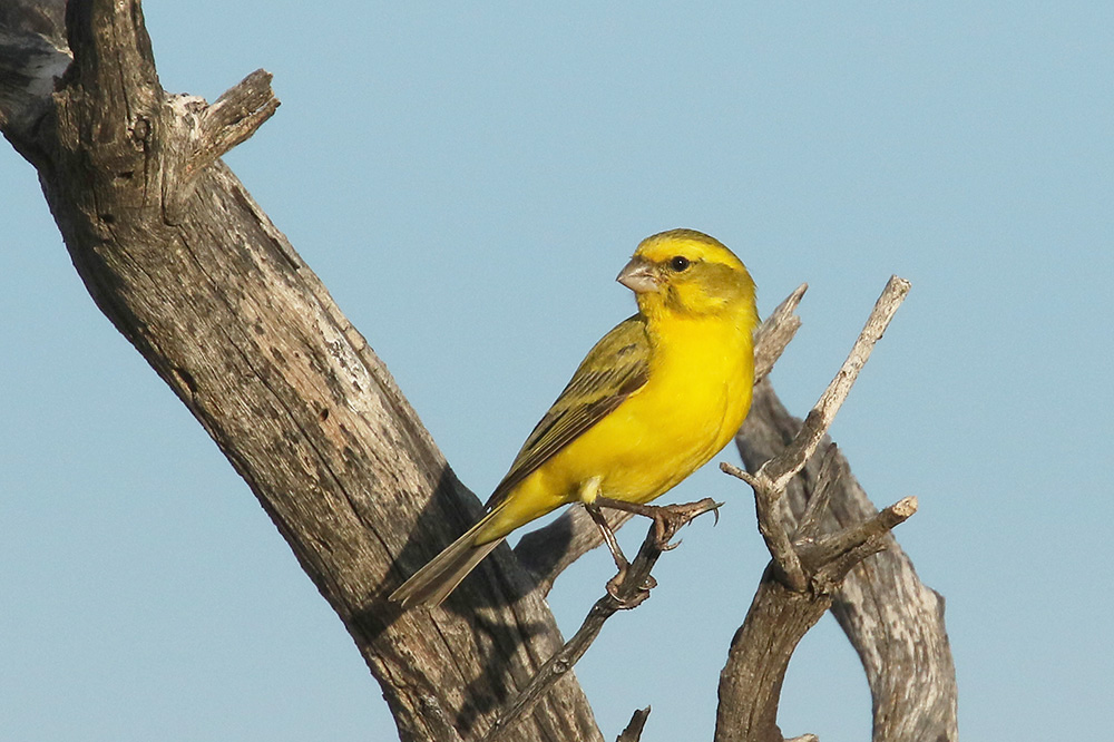 Yellow Canary by Mick Dryden