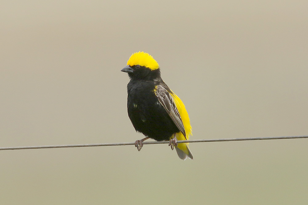 Yellow crowned Bishop by Mick Dryden