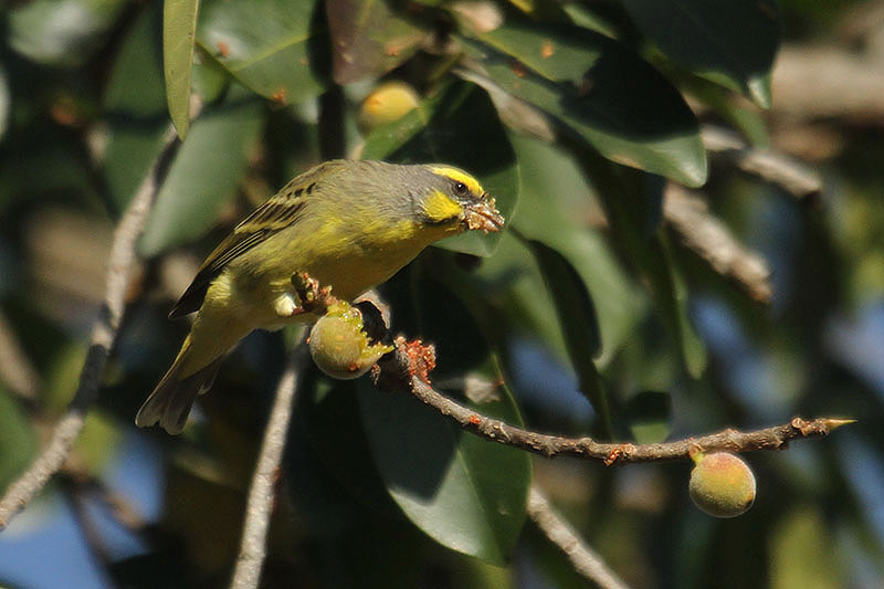 Yellow-fronted Canary by Mick Dryden