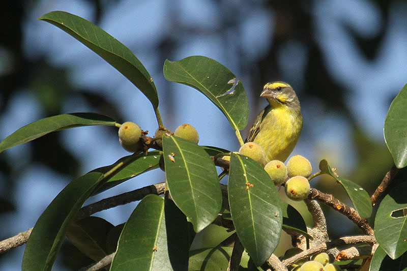 Yellow-fronted Canary by Mick Dryden