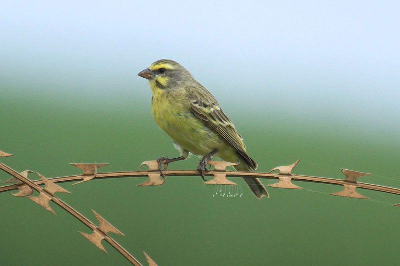 Yellow-fronted Canary by Mick Dryden