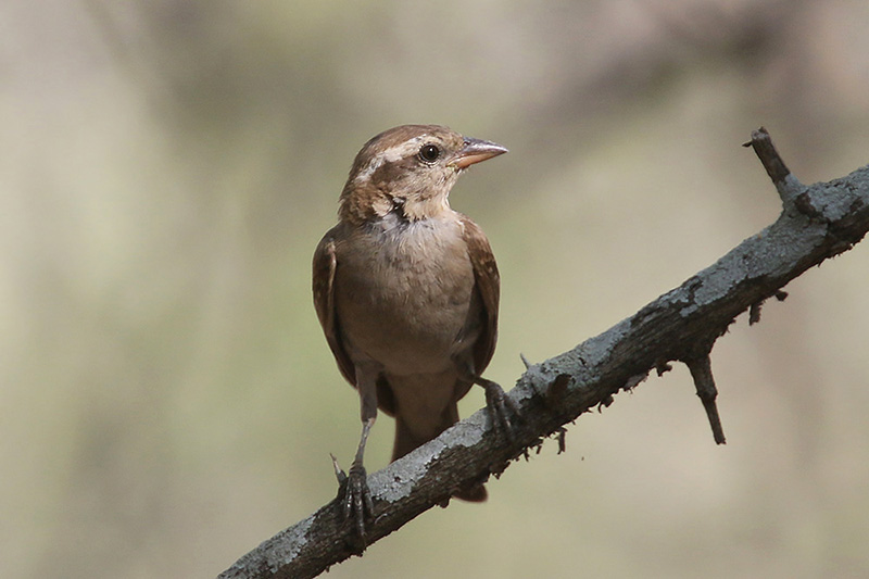 Yellow throated Petronia by Mick Dryden