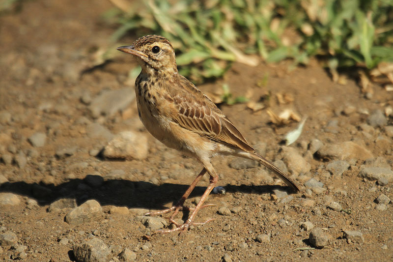 African Pipit by Mick Dryden