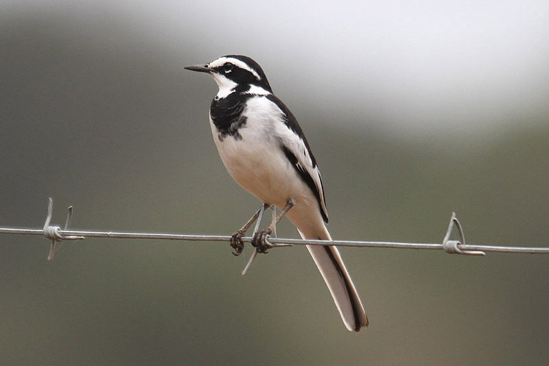 African Pied Wagtail by Mick Dryden