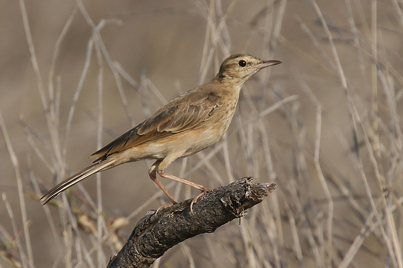 Buffy Pipit by Mick Dryden