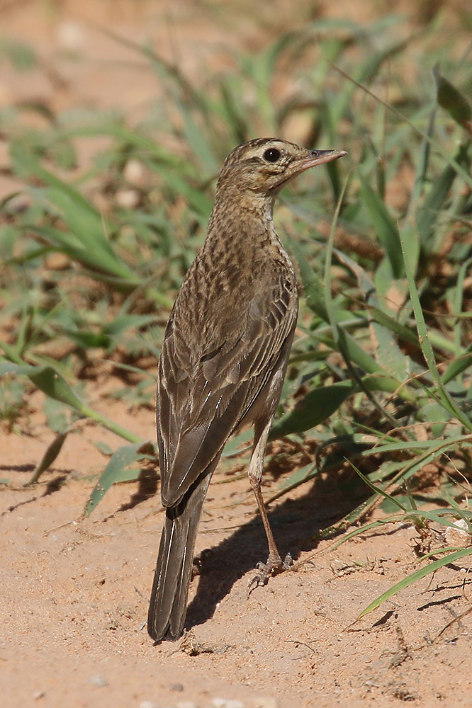 Buffy Pipit by Mick Dryden