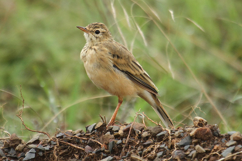 Buffy Pipit by Mick Dryden