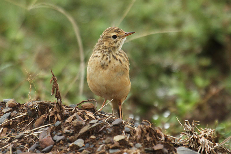 Buffy Pipit by Mick Dryden