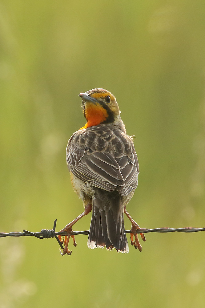 Cape Longclaw by Mick Dryden